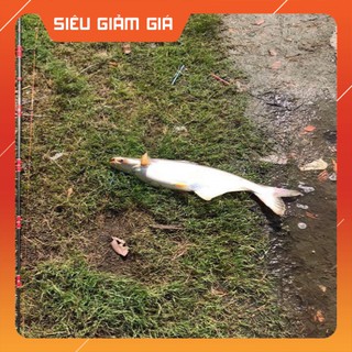 [Combo] R [cám D3]Mồi Câu Cá D3 siêu nhạy,cá tra, trê, rô phi-cám câu cá [Giá rẻ]