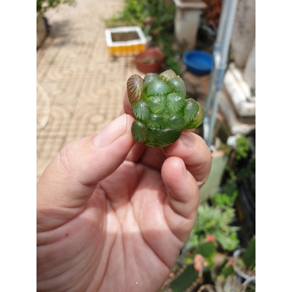 Haworthia Cooperi xanh ngọc cây con size 2-3 cm đã có rễ
