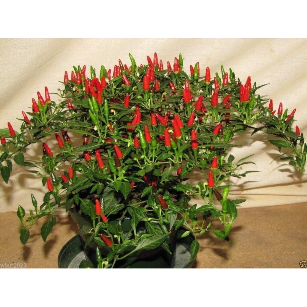 Cây Ớt Chỉ Thiên