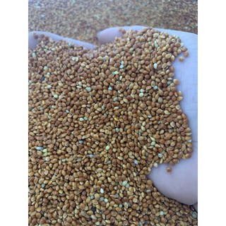 gói 30g Hạt kê thức ăn cho hamsters