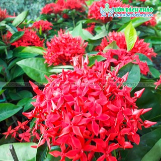 Cây hoa trang đỏ trồng sân vườn