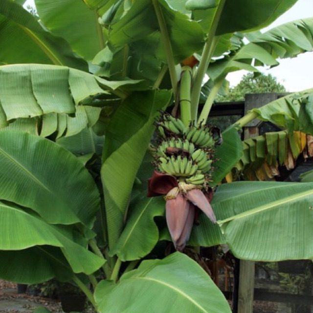 Lá chuối tươi 1 kg