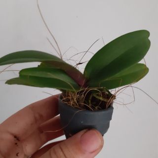 Hoa lan ngọc điểm lá mít đủ màu