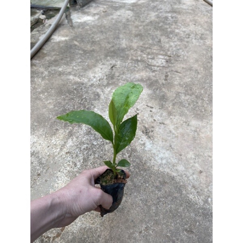 Hoa nhài nhật màu đỏ