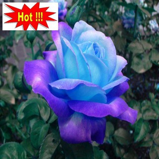 Hạt giống hoa hồng xanh - 10 hạt