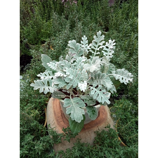 Cây Cúc Lá Bạc, Cúc Mốc Và Cách Chăm Sóc Cây - Jun Garden