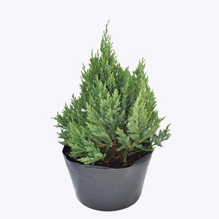 CÂY GIỐNG TÙNG THÁP