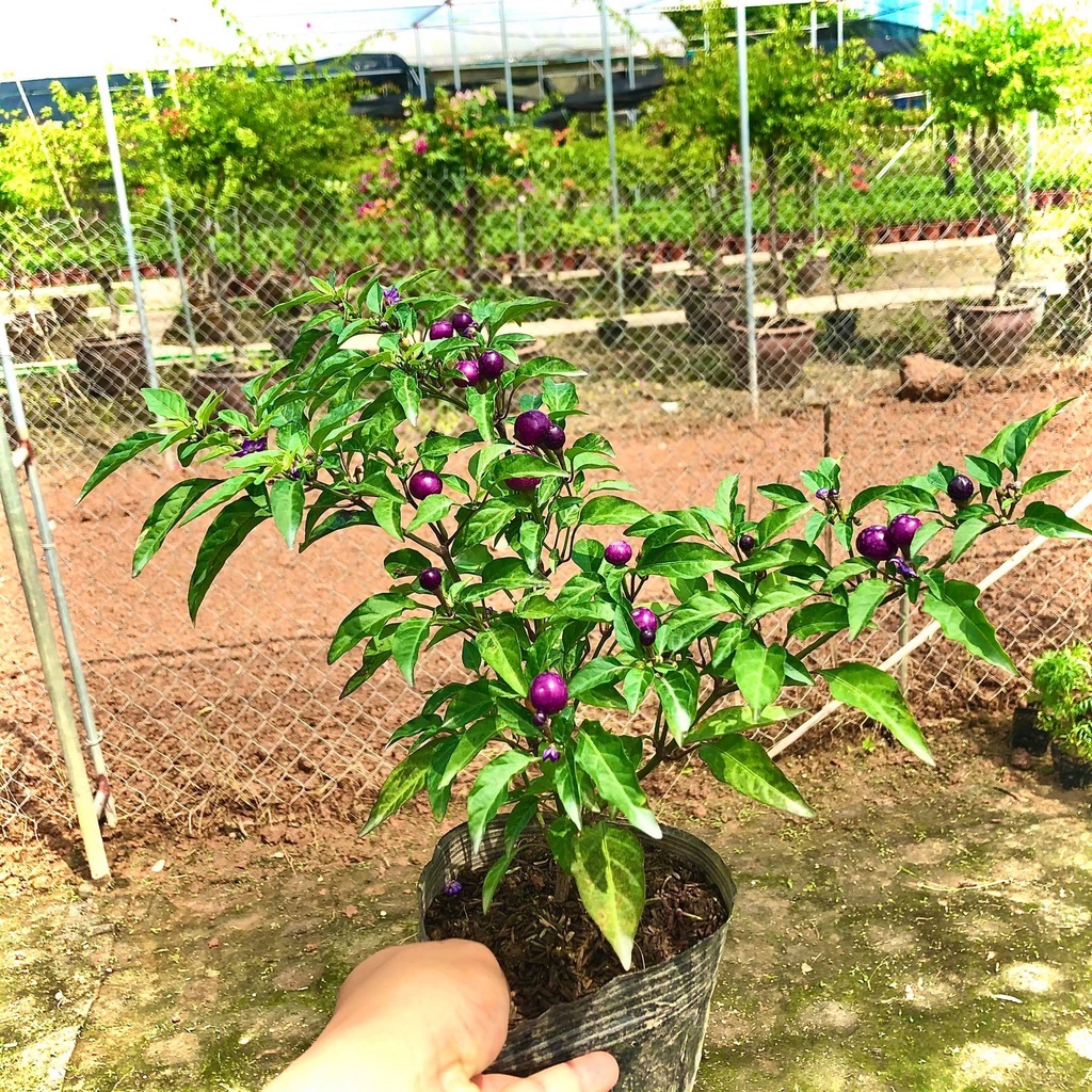 Cây ớt ngũ sắc tím - THẾ GIỚI HOA CÂY CẢNH - đang hoa và quả .