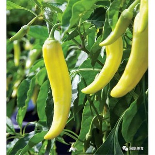 [Hạt giống Đài Loan] Hạt giống ớt sừng cay Đài Loan  - tỷ lệ nảy mầm 85% (5 hạt) NHẬP KHẨU 100%