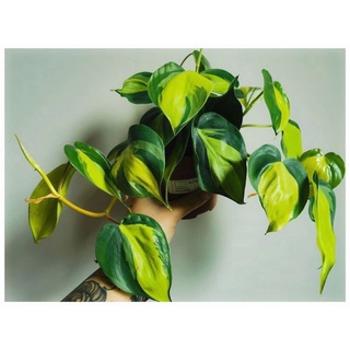 Trầu bà tim var/ Brazil Philodendron