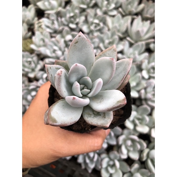 Sen Đá Phale Trắng Size Bầu 6cm Hư 1 Đổi 1 Cây Cảnh Trang Trí