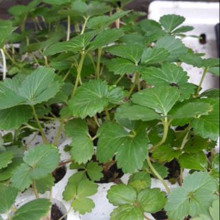 Combo 10 dâu tây cấy mô Nhật Hana siêu ngọt