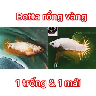 BETTA RỒNG VÀNG 1 CẶP TRỐNG & MÁI