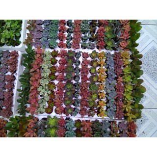 Combo 1 vỉ 112 cây sen đá - (14 - 20 loại )- size vỉ 3- 4 cm