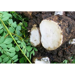 Rễ chùm ngây 500g