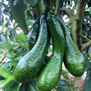 Cây Bơ Không Ba Tư