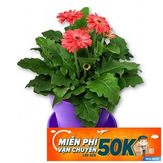 10 Hạt giống hoa Đồng tiền