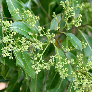 CÂY GIỐNG  CÂY LONG NÃO (CÂY ĐINH HƯƠNG)