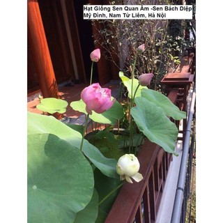 Gói 5 Hạt sen Bách diệp