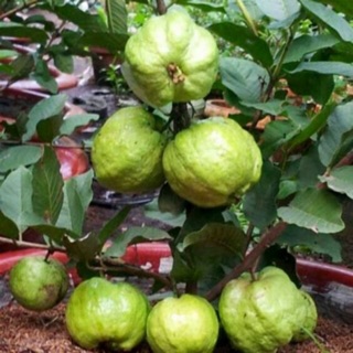 Ổi nữ hoàng ổi lùn siêu quả(cây giống)