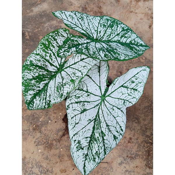 Cây kiểng lá môn giáng sinh Caladium White Christmas nhỏ, chỉ giao từ HN trở vào nam
