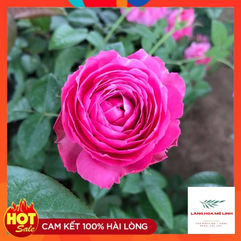 Hoa hồng ngoại For Your Home rose[ HOA HỒNG NHẬT] – Sắc hồng cánh sen đẹp hoàn mĩ, vạn người mê.[HOA HỒNG BỤI]