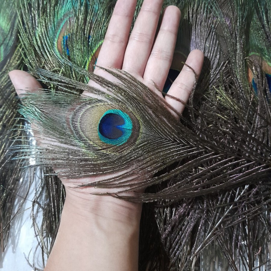 Lông Công 25-30cm Mắt to 4-6cm | BigBuy360 - bigbuy360.vn