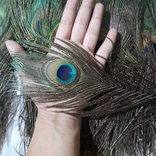Lông Công 25-30cm Mắt to 4-6cm