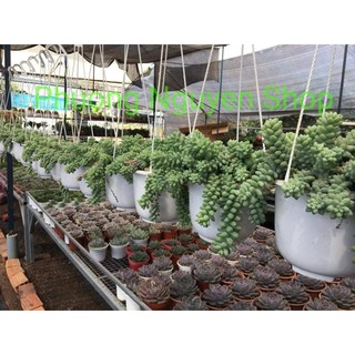 Sen Đá Chuỗi Ngọc Bi Chậu Treo