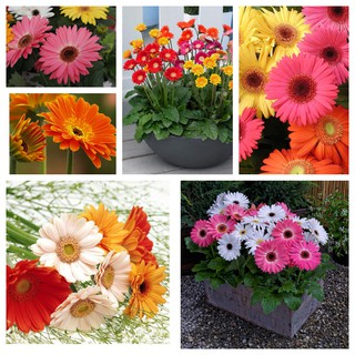 Hạt giống hoa đồng tiền kép dễ trồng nhiều màu tuổi thọ cao gói 150 hạt nhà cửa và đời sống