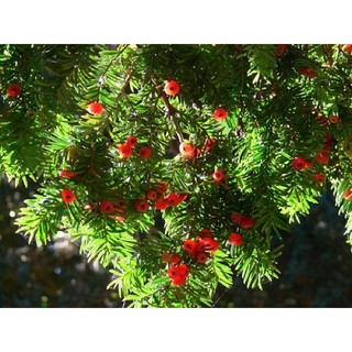 TINH DẦU THÔNG ĐỎ  HÀN QUỐC REDPINEJEOK SONGWON