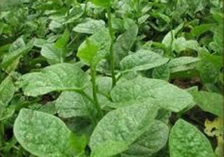HẠT GIỐNG RAU MỒNG TƠI CAO SẢN XUẤT XỨ TẠI VIỆT NAM