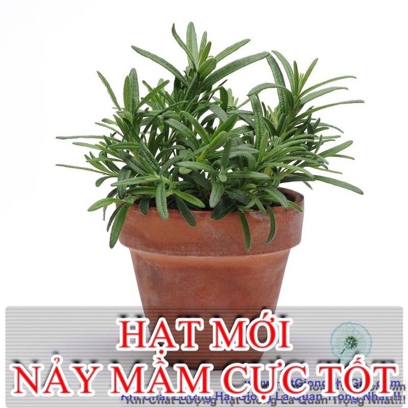 Hạt Giống Cây Hương Thảo Rosemary | Rau Gia Vị | SL: 10 HẠT