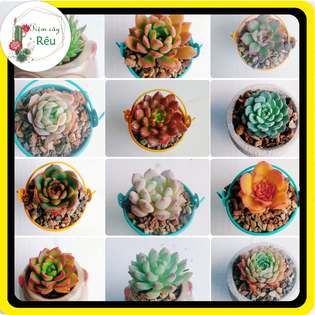 sen đá mini 3-5 cm 🌵FREESHIP🌵 sen đá đã thuần khí hậu nóng, dễ trồng dễ chăm, giá rẻ.