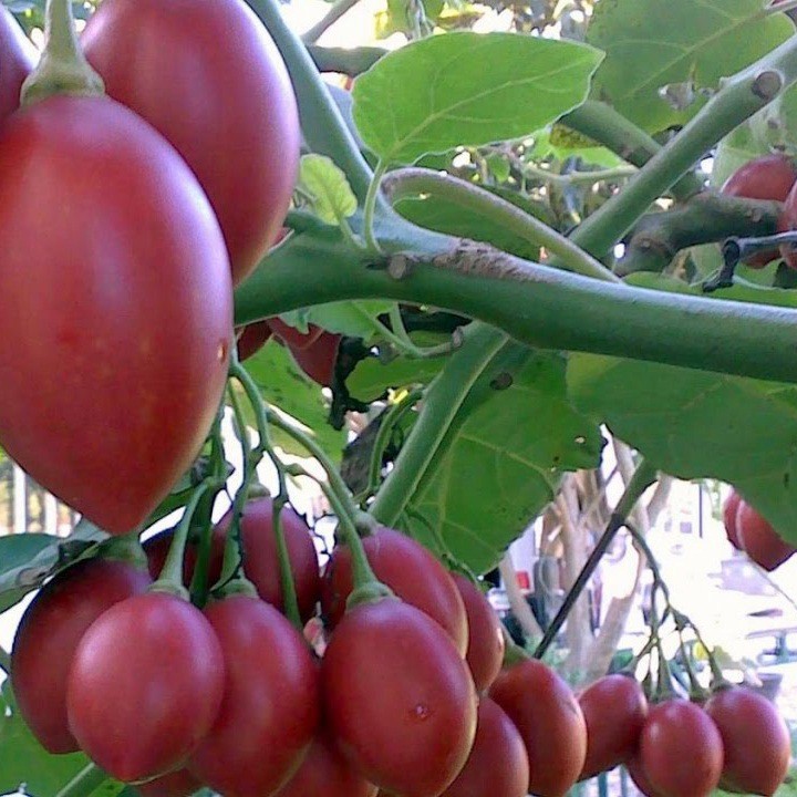 Hạt giống cà chua thân gỗ TRETO F1