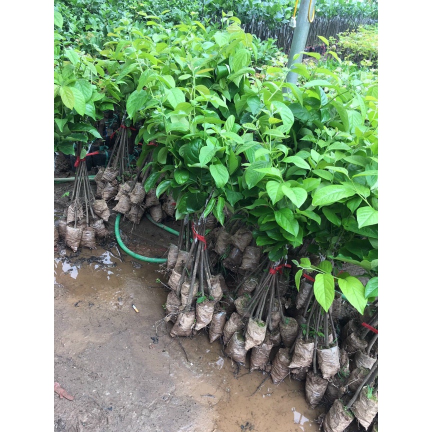 Cây giống Hồng vuông giòn Nhật Bản Fuji siêu ngọt, không hạt, không chát-vườn của boss