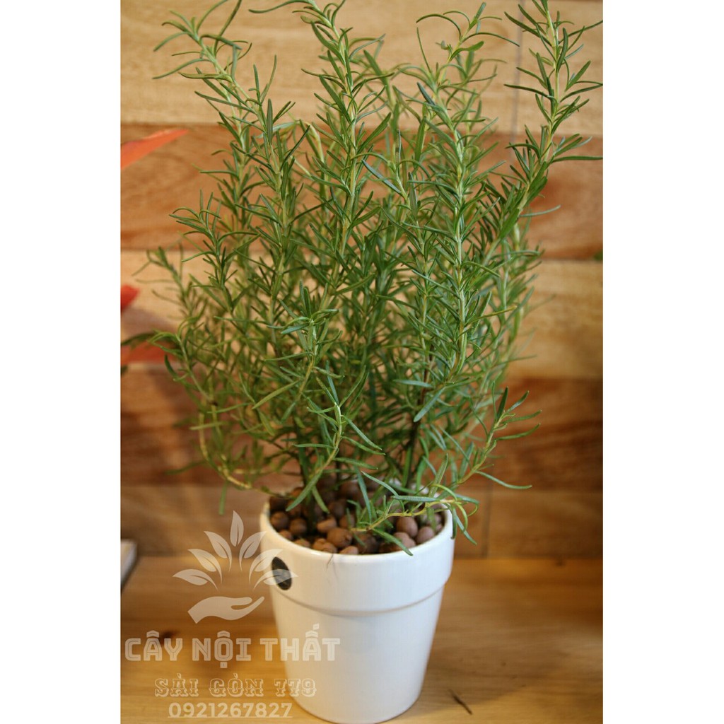 Cây hương Thảo - cây gia vị hương thảo -Rosemary  | Cây Nội Thất Sài Gòn 779