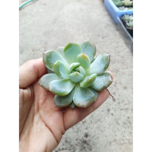 Sen đá mon Đà Lạt size 6,5-7cm