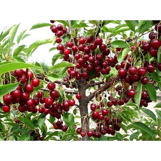 Cây giống cherry mỹ quả đỏ siêu trái
