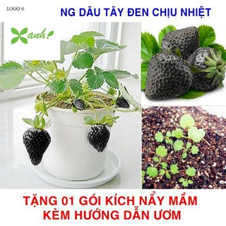 100 Hạt giống Dâu tây Đen Chịu Nhiệt (tặng gói kích nẩy mầm và hướng dẫn)