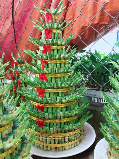 Trúc Phát Tài 9 Tầng Kèm Đĩa
