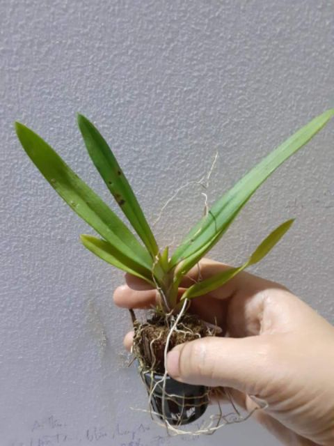 Hoa lan vũ nữ peru