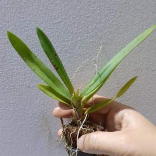 Hoa lan vũ nữ peru