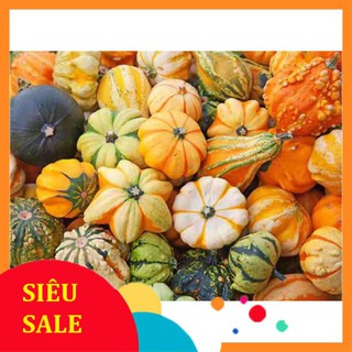 Hạt Giống Bí Ngô Mini Mix (1Gr) - [MUA 3 TẶNG 1 CÙNG LOẠI] - Dễ Trồng