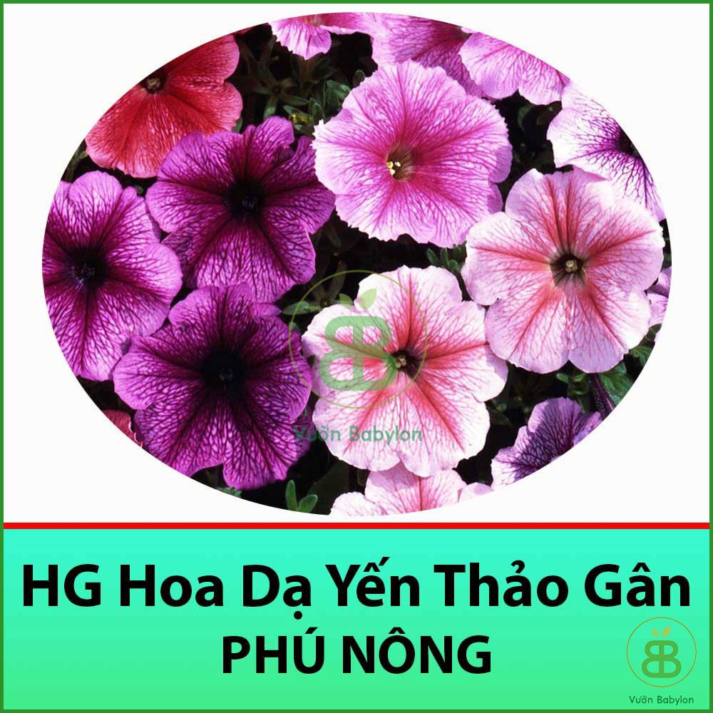 Hạt Giống Hoa Dạ Yên Thảo GÂN 15 HẠT (Tỉ lệ Nảy Mầm Cao)