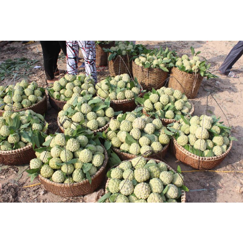 Na Chi Lăng Lạng Sơn 2023 Việt Nam 10-30kg