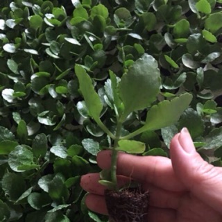 Giống cây sống đời Thái kép màu vàng, hồng