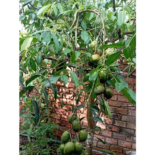 Cây Cóc Thái lùn, cây đang bông hoặc sắp bông
