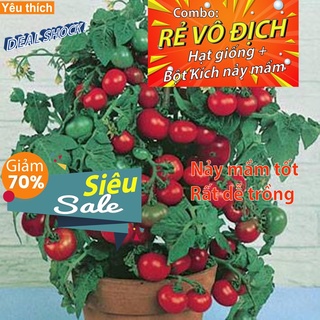 [Combo rẻ vô địch HẠT GIỐNG + GÓI  KÍCH NẢY MẦM] - 10 Hạt Giống Cà Chua Cherry Đỏ