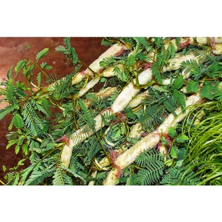 Hạt giống rau nhút - gói 50 hạt kns265